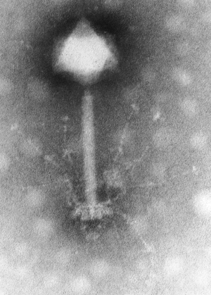 Phage S.gif